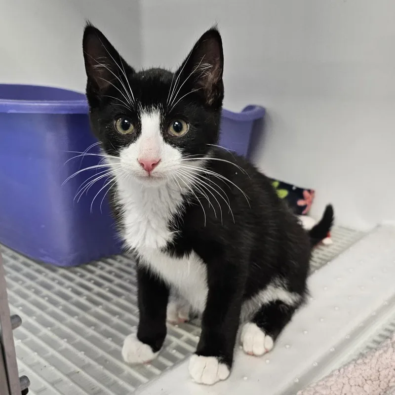 A baby small-sized male Black Domestic Short Hair cat named River for adoption in Monroe, MI