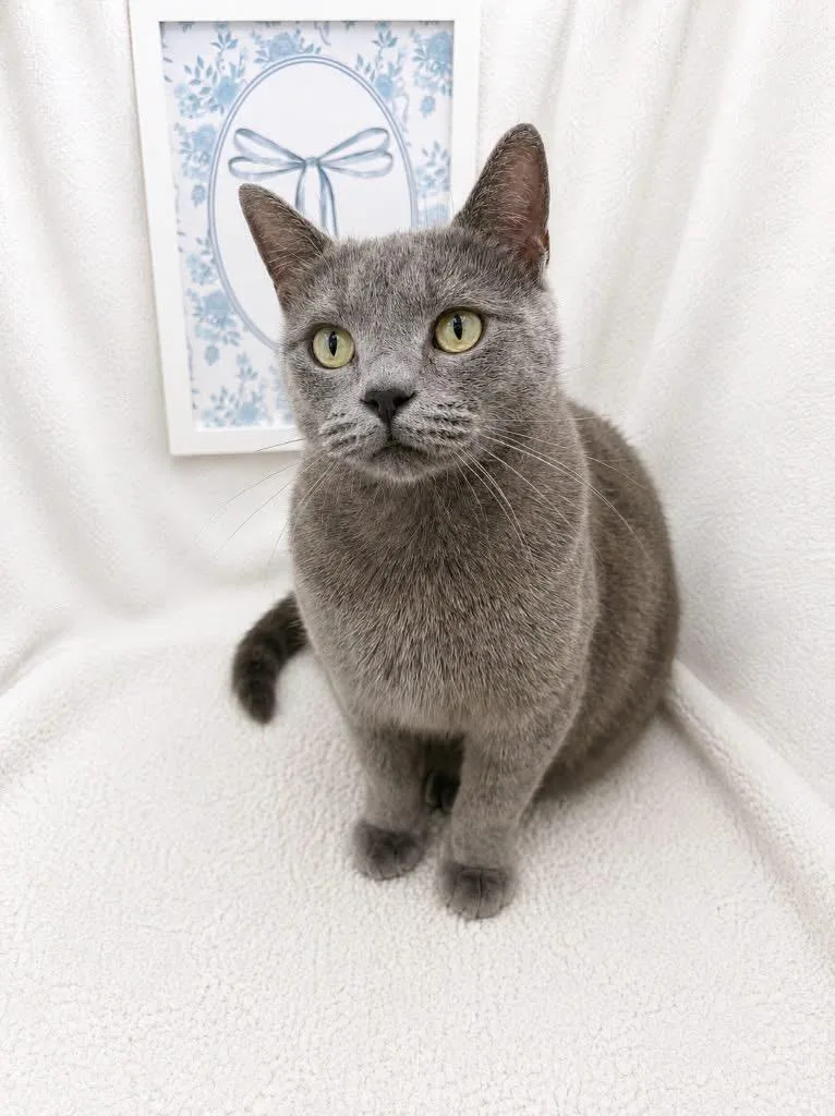 An adult medium-sized male Russian Blue cat named Tommy for adoption in Columbia, SC