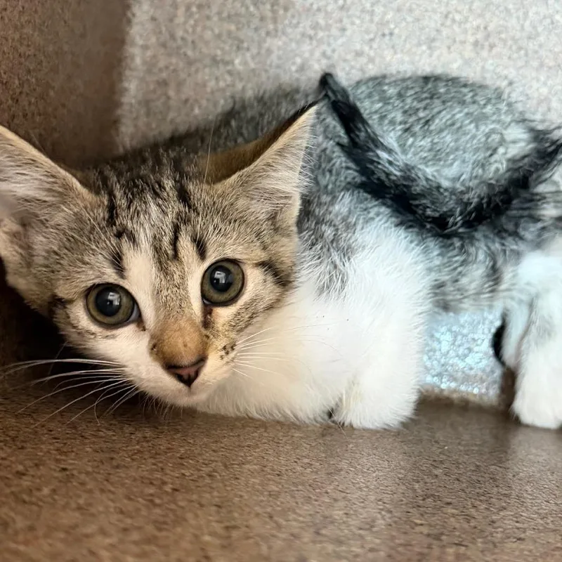 A baby small-sized female Gray / Blue / Silver Domestic Short Hair cat named Becca for adoption in Birmingham, AL