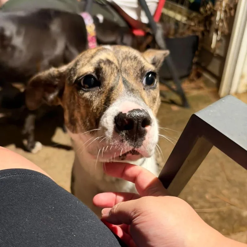 A young medium-sized female Brindle Hound dog named Eleanor for adoption in Monroe , NC