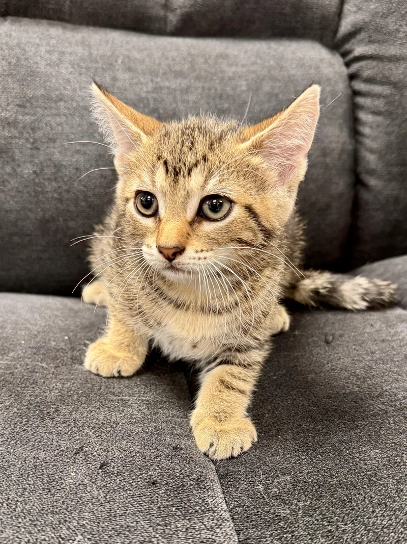 A baby medium-sized male Tabby (Brown / Chocolate) Domestic Short Hair cat named AshWood for adoption in Midland, MI