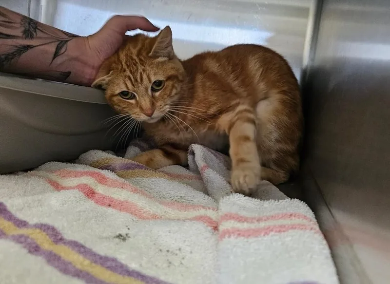 An adult medium-sized female Tabby (Orange / Red) Domestic Short Hair cat named Evelyn for adoption in Metamora, IL