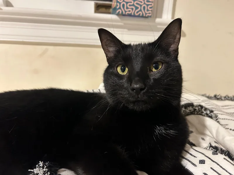 Black Peppa And Licorice thumbnail 2