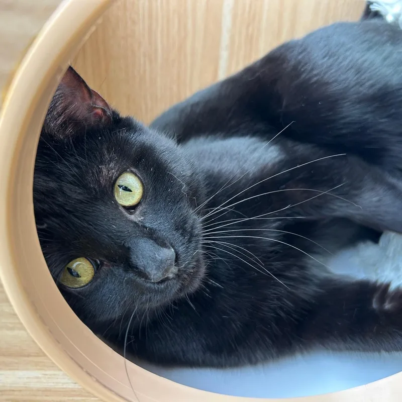 Black Peppa And Licorice thumbnail 3