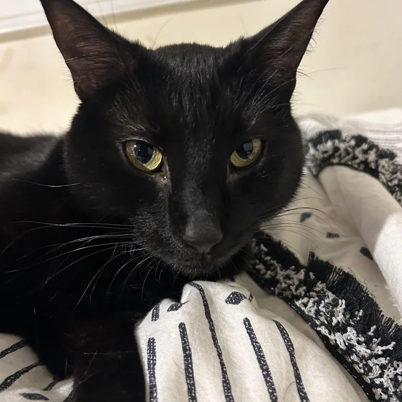 Black Peppa And Licorice thumbnail 4