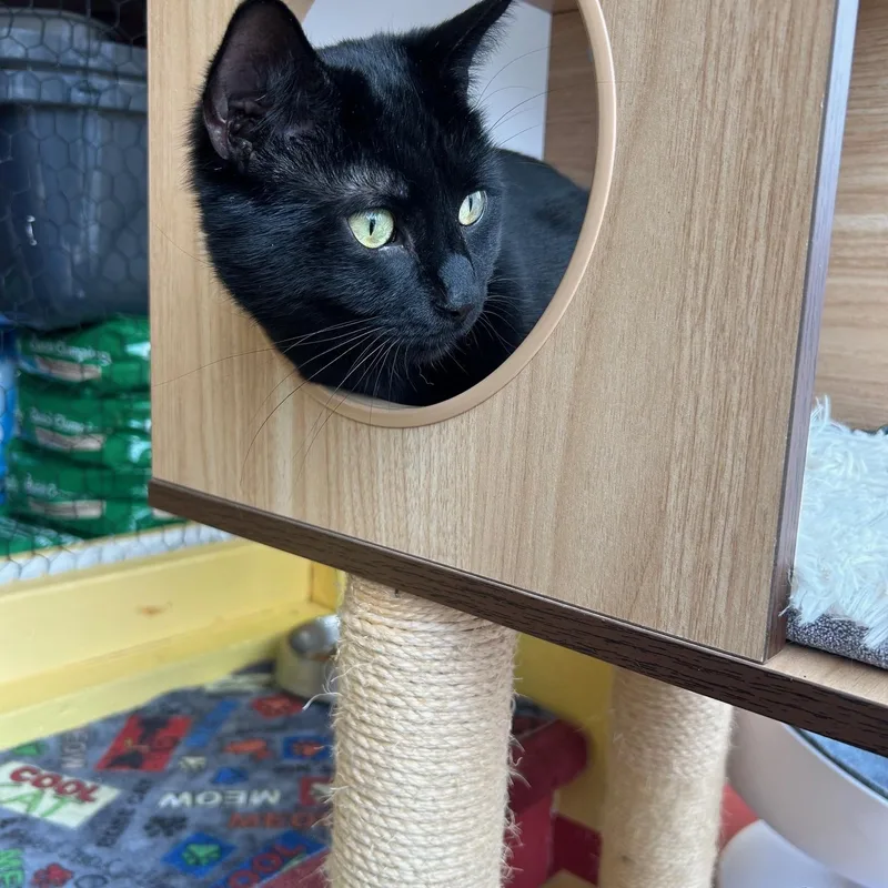 Black Peppa And Licorice