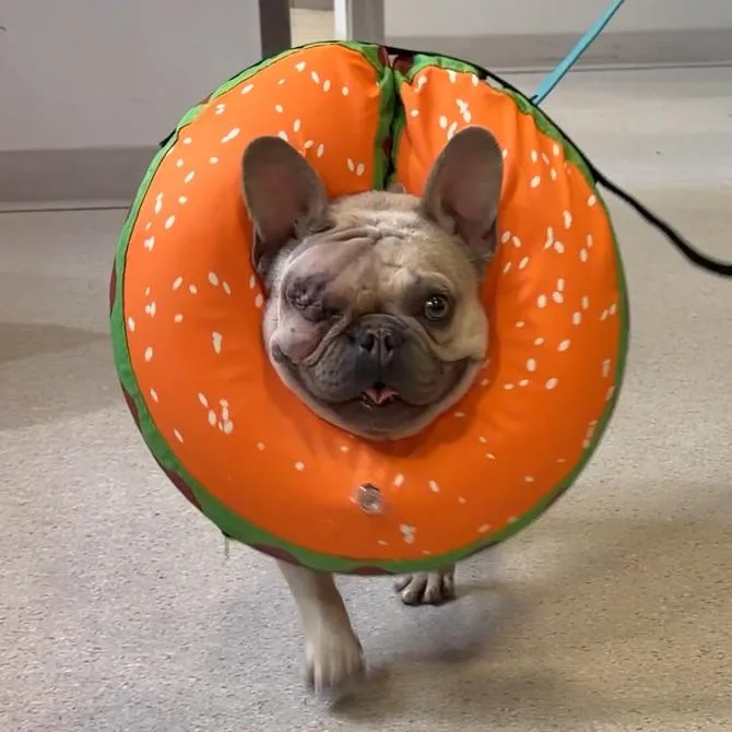 An adult small-sized male Yellow / Tan / Blond / Fawn French Bulldog dog named Haze for adoption in Murray, UT