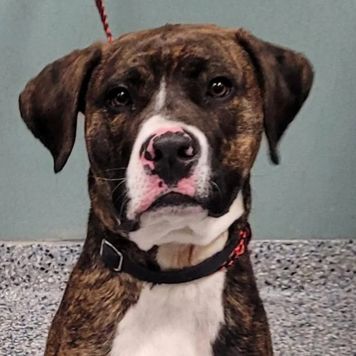 An adult large-sized male American Staffordshire Terrier dog named Hugo Stiglitz for adoption in Greenville, SC