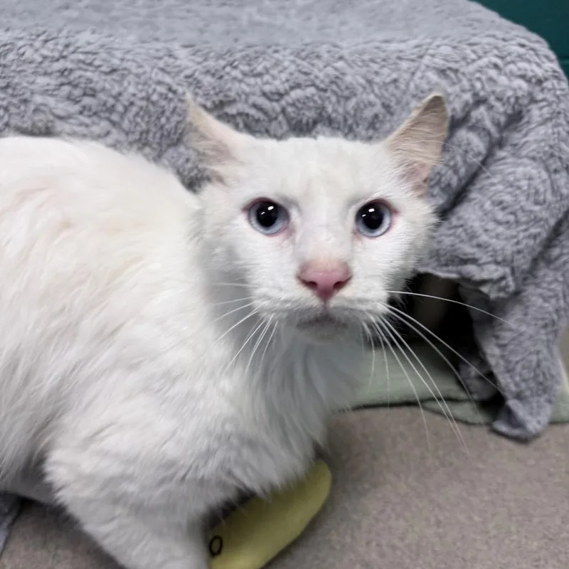 An adult large-sized male White Domestic Long Hair cat named Casper for adoption in Fredericksburg, VA