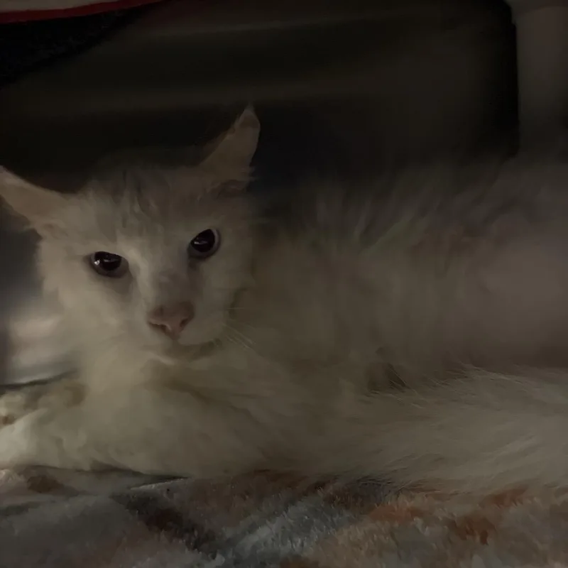 Casper thumbnail 2