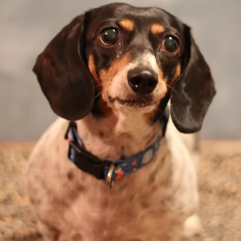An adult small-sized female Dachshund dog named Presley for adoption in Yukon, OK
