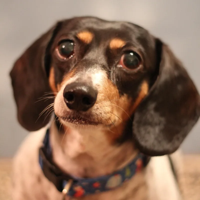 Presley thumbnail 4