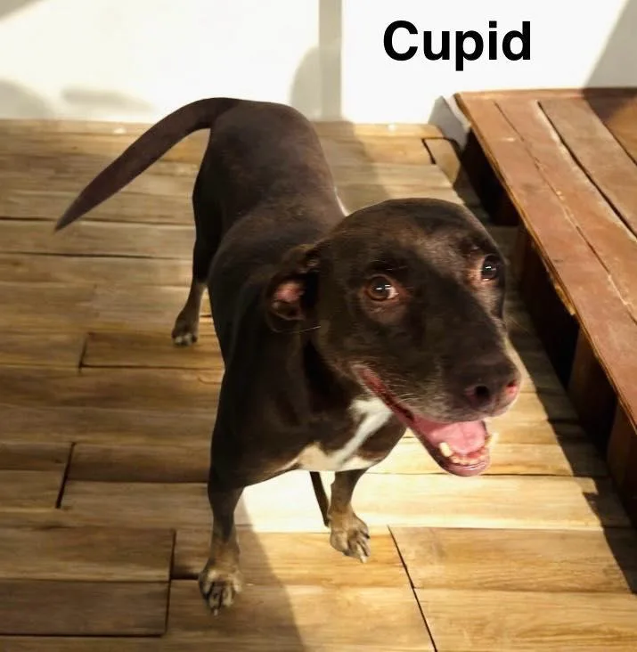 Cupid