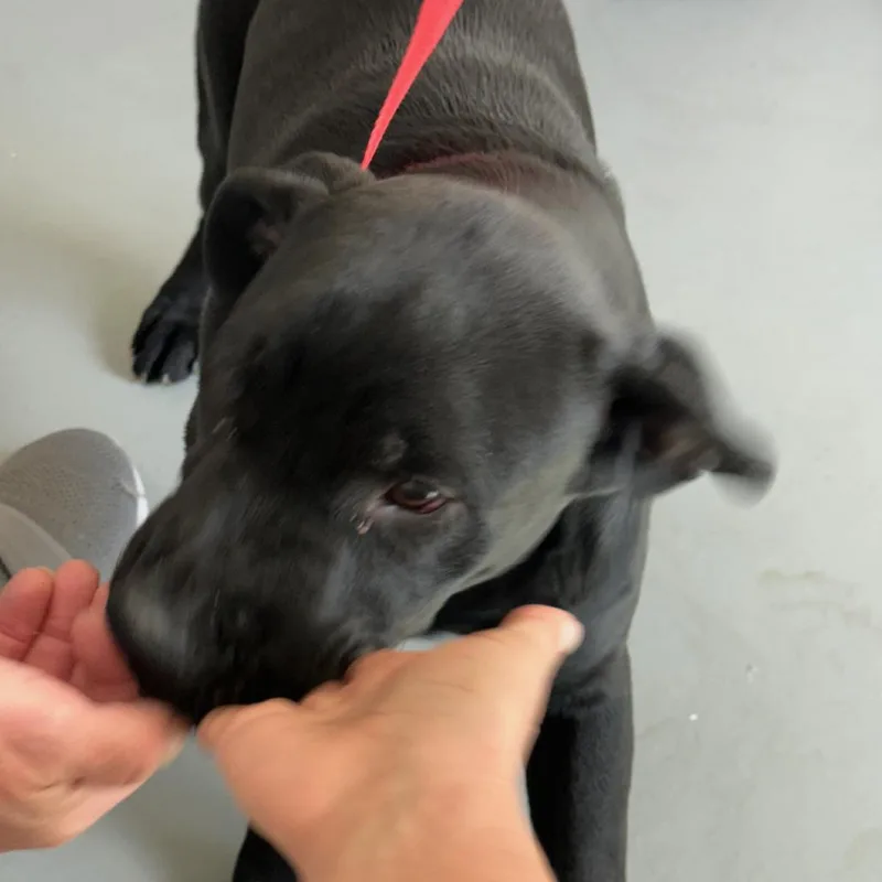 A young small-sized male Black Labrador Retriever dog named Milo for adoption in Carlin, NV