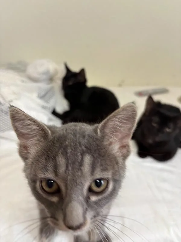 A baby medium-sized male Domestic Short Hair cat named Dodge for adoption in Rochester, WA