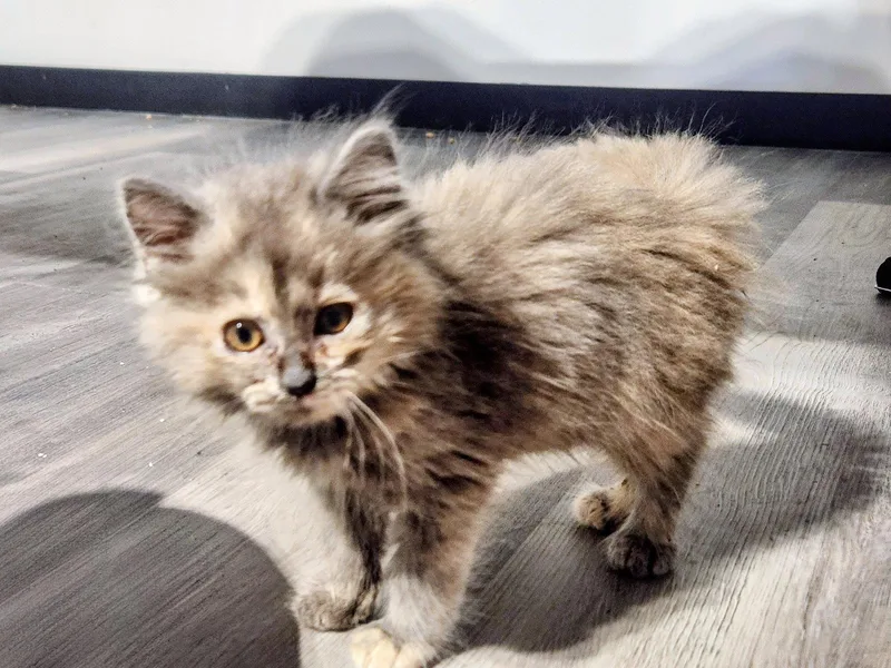 A baby medium-sized female Domestic Long Hair cat named Biscuits for adoption in Forest, VA