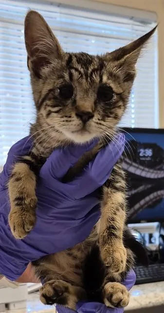 A baby small-sized female Domestic Short Hair cat named Runa for adoption in Lodi, CA