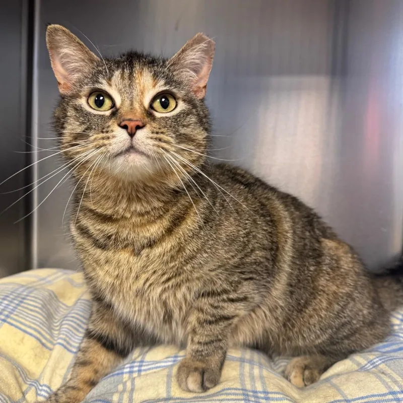 An adult medium-sized female Torbie Domestic Short Hair cat named Tippy for adoption in Easton, PA