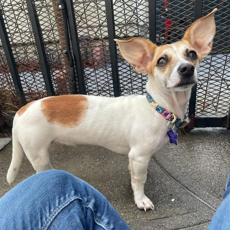A young small-sized female White / Cream Mixed Breed dog named Petunia for adoption in San Francisco, CA