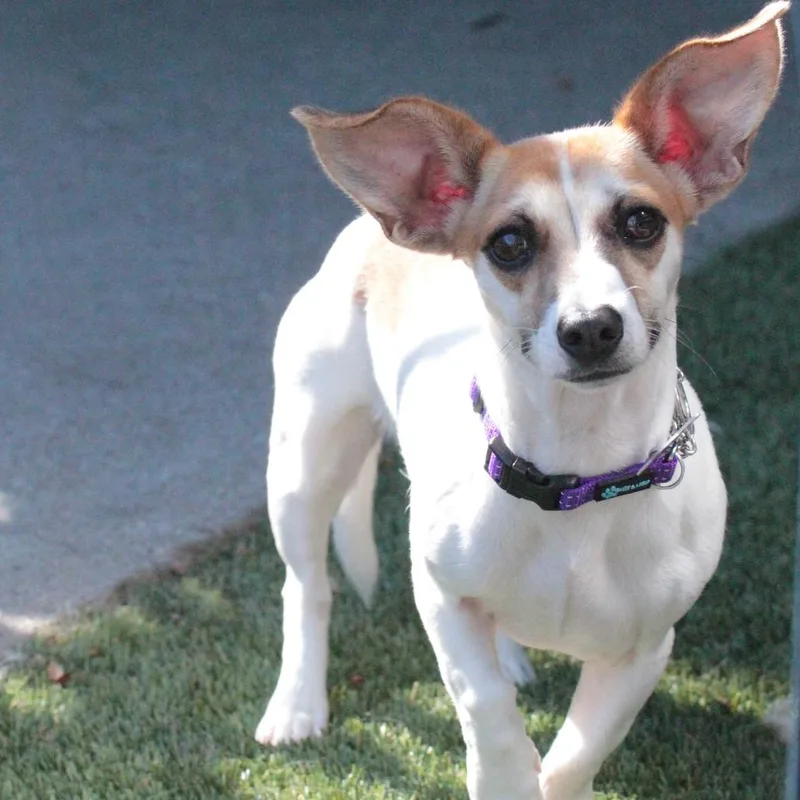 Petunia thumbnail 4