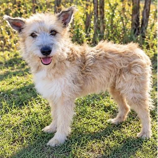 A young medium-sized female Yellow / Tan / Blond / Fawn Terrier dog named Enchilada for adoption in Foley, AL