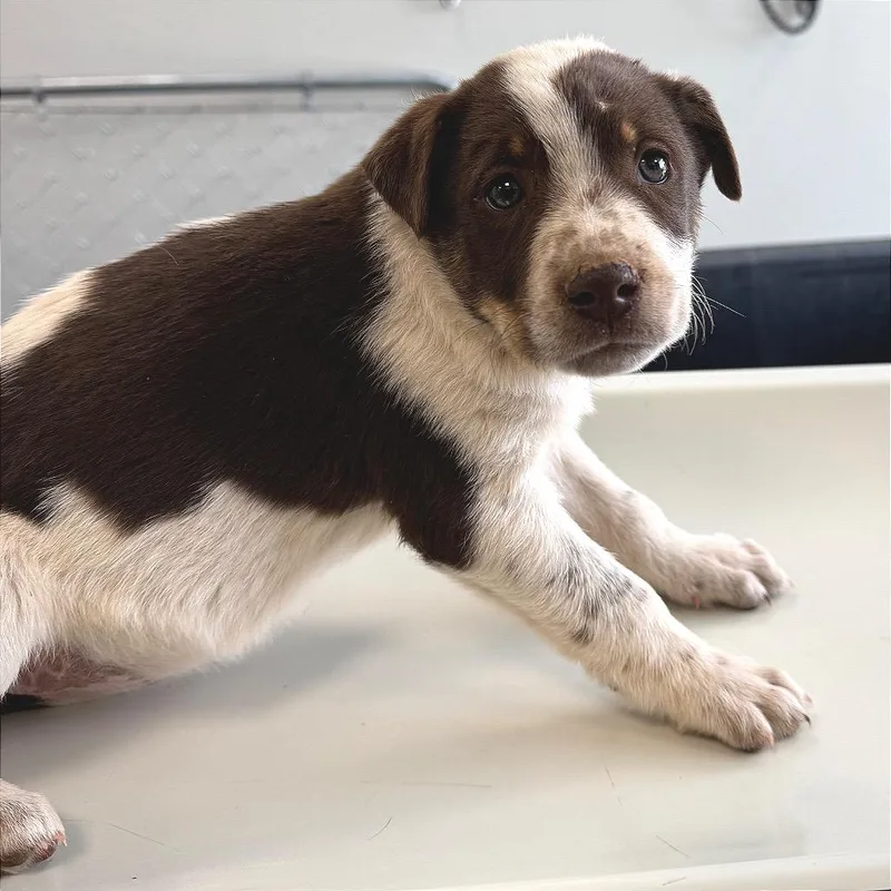 Blueberry thumbnail 2