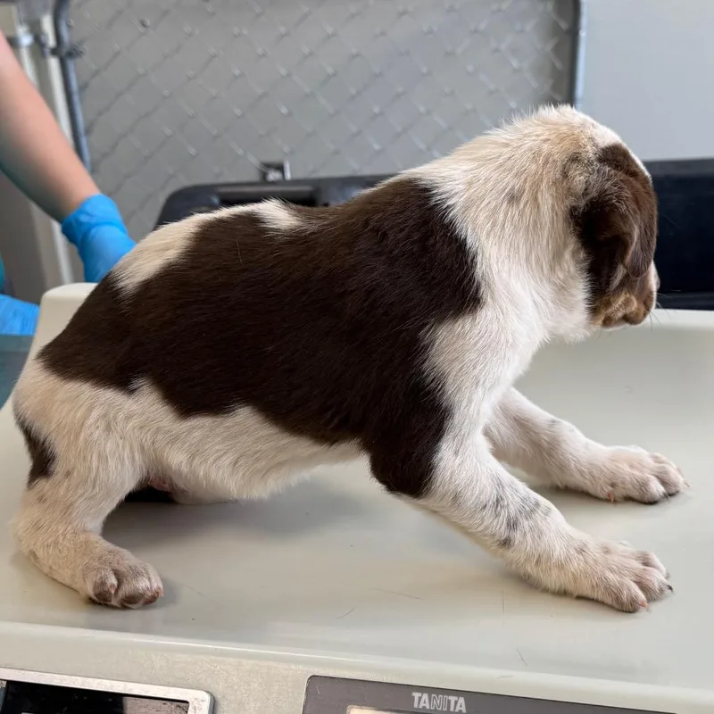 Blueberry thumbnail 3