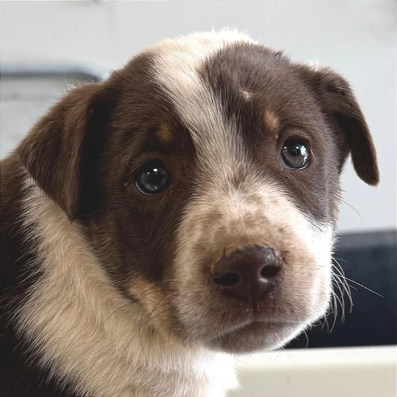 Blueberry thumbnail 4