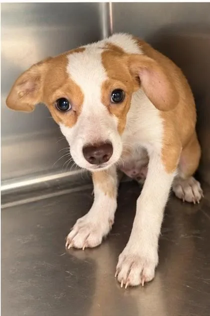 A baby small-sized male Dachshund dog named Ollie for adoption in Morton Grove, IL