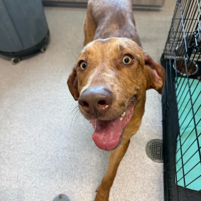 A young large-sized male Bloodhound dog named Tucker for adoption in Horn Lake, MS