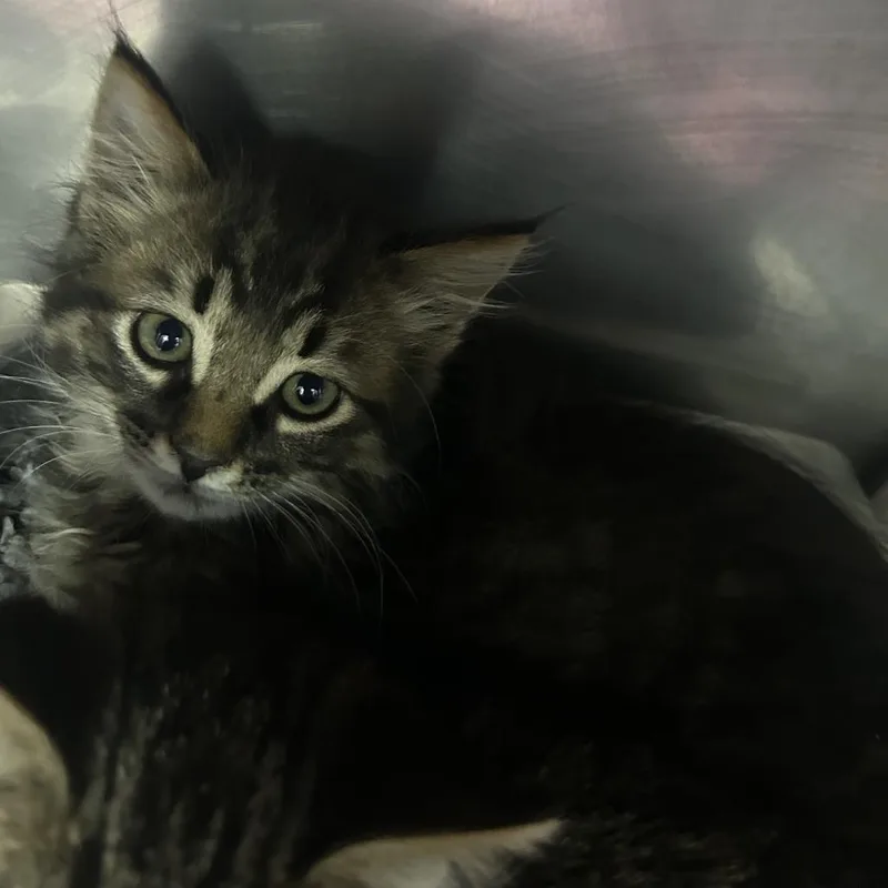 A baby small-sized male Brown / Chocolate Domestic Medium Hair cat named Arrow for adoption in Yanceyville, NC