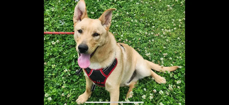 A baby large-sized male Golden German Shepherd Dog dog named Tuffy for adoption in Falmouth, ME