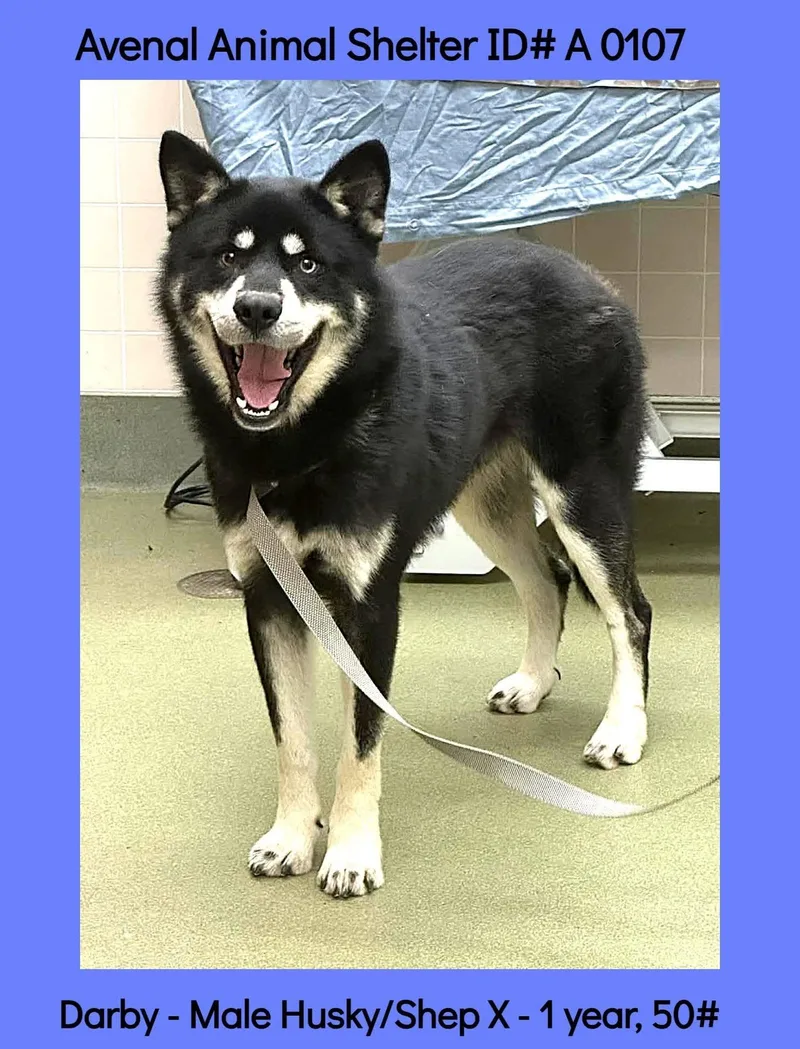 A young medium-sized male Black Husky dog named Darby for adoption in Avenal, CA