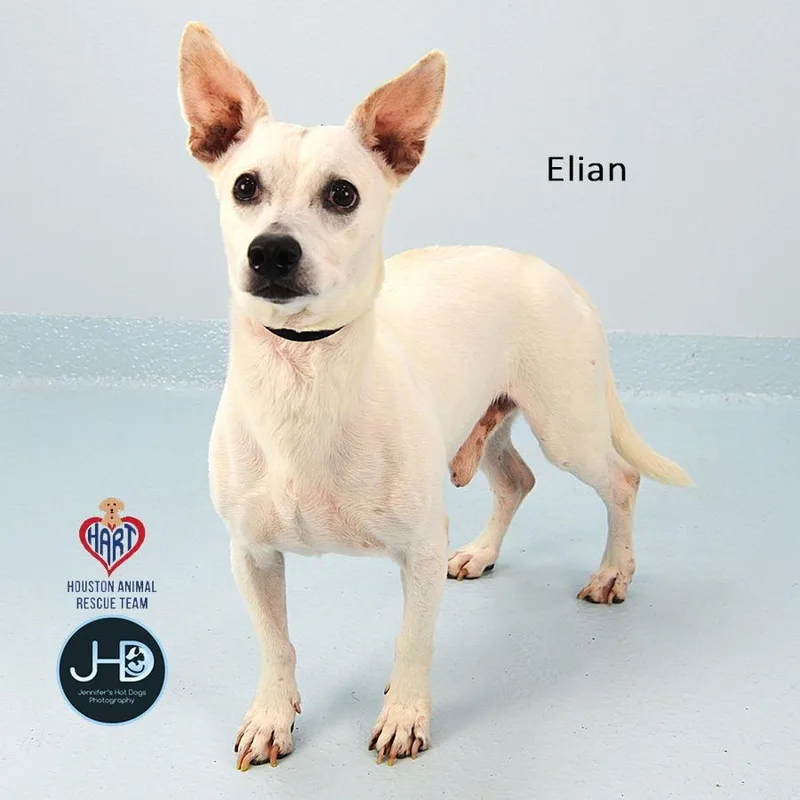 A senior medium-sized male Chihuahua dog named Elian for adoption in Hockley, TX