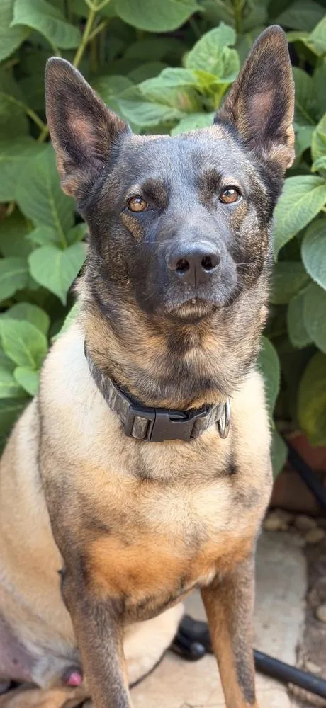 An adult large-sized male Brown / Chocolate Belgian Shepherd / Malinois dog named Dexter for adoption in Pleasant Hill, CA