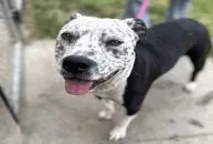 An adult large-sized male Black Pit Bull Terrier dog named Alfred for adoption in Jackson, CA
