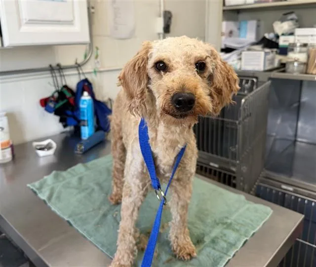 A young small-sized female Terrier dog named Sparkle for adoption in San Bernardino, CA