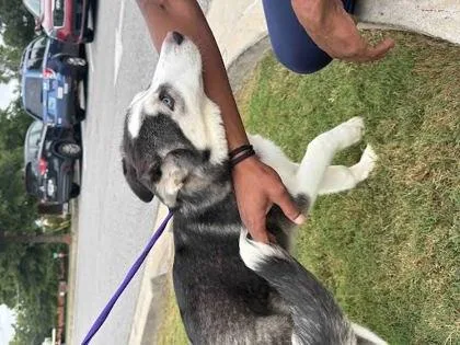 A baby medium-sized male Mixed Breed dog named Panorama for adoption in Chamblee, GA
