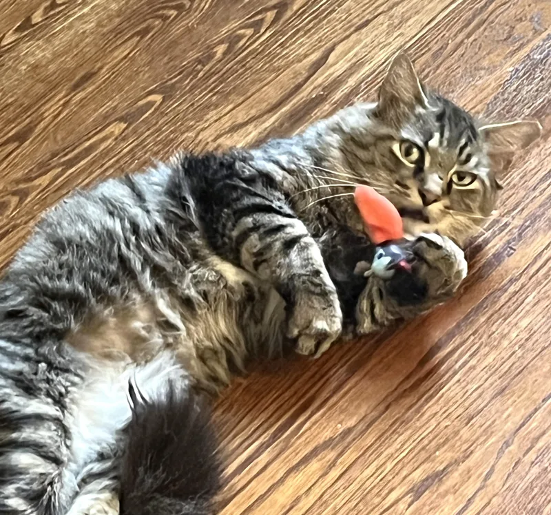 A young medium-sized male Tabby (Brown / Chocolate) Domestic Medium Hair cat named Junior for adoption in New Albany, OH