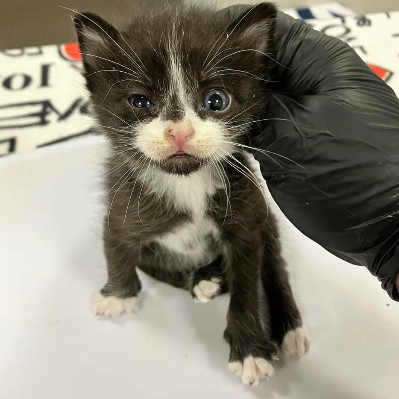 A baby small-sized male Black Domestic Short Hair cat named Camry for adoption in Las Cruces, NM