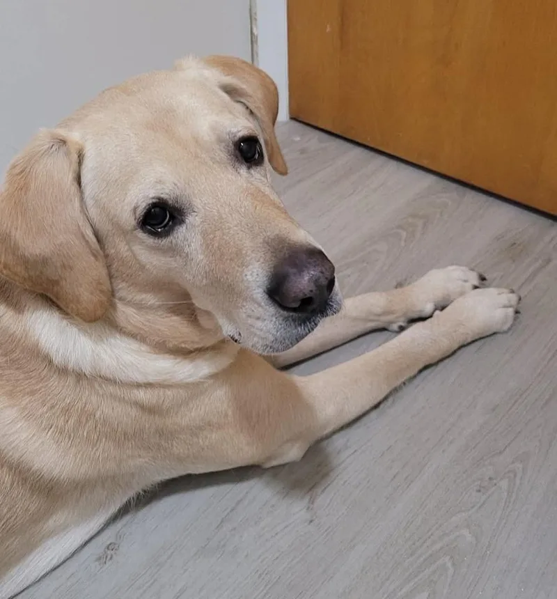 Beau