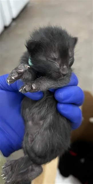 A baby medium-sized female Domestic Medium Hair cat named Aqua for adoption in Dallas, TX