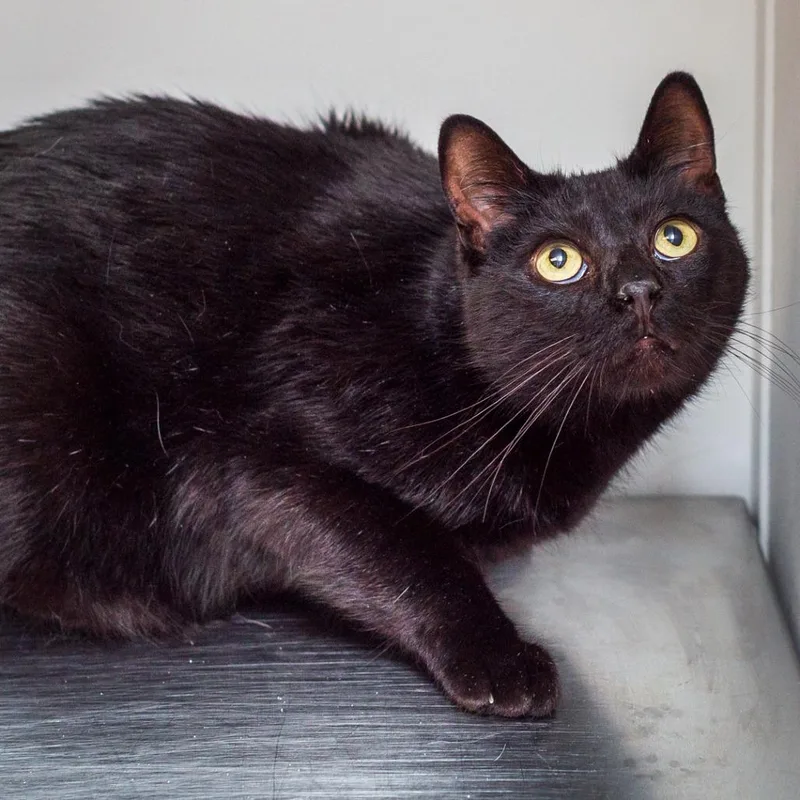 An adult medium-sized male Domestic Short Hair cat named Spongebob for adoption in Hattiesburg, MS