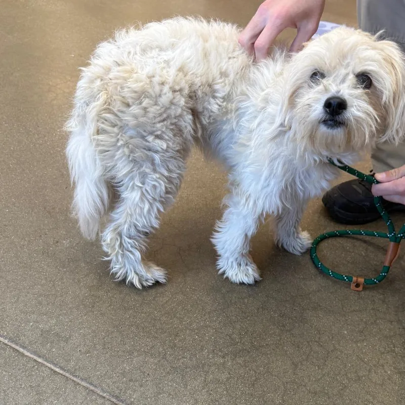 An adult small-sized female White / Cream Shih Tzu dog named YORKStray for adoption in York, PA