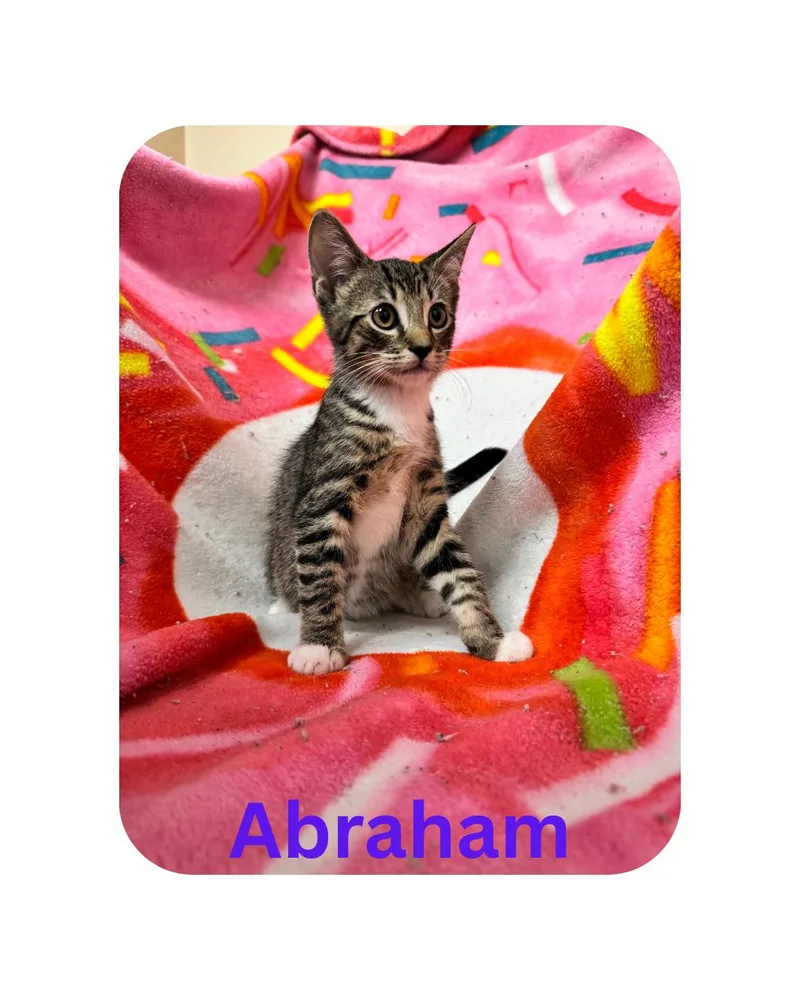 A young medium-sized male Domestic Short Hair cat named Abraham for adoption in Miami, FL