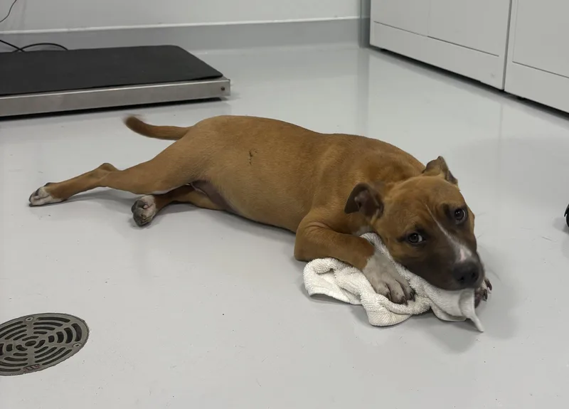 A baby medium-sized female Brindle American Staffordshire Terrier dog named Aspen for adoption in Kankakee, IL