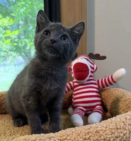 A young small-sized male Gray / Blue / Silver Domestic Short Hair cat named Ipod for adoption in Midland, VA