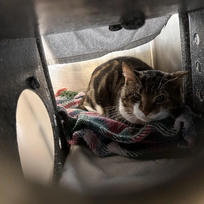 An adult large-sized male Domestic Short Hair cat named Dustin for adoption in Birdsboro, PA