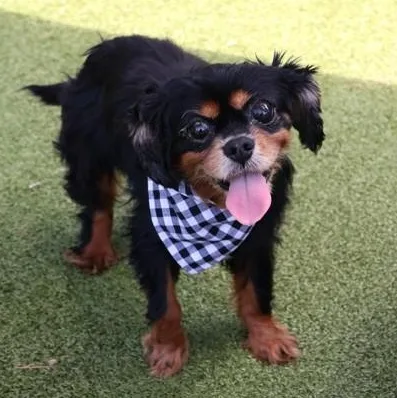 A senior small-sized female Mixed Breed dog named Biscuit for adoption in Athens, GA
