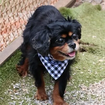 Biscuit thumbnail 2